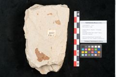 Foto (Objekt + Etikett) von Myrica lignitum Unger (NHMW-GEO-2024-0188-4012)